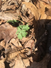 Stylophorum diphyllum