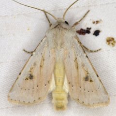 Agrotis vetusta