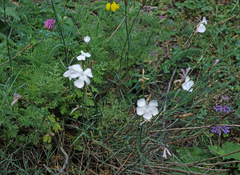 Dianthus cretaceus, photograph (c) Oleg Kosterin, some rights reserved (CC BY)