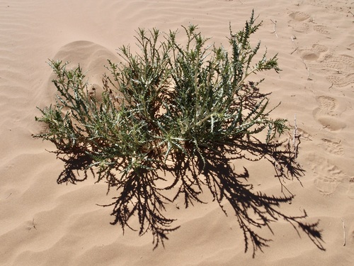 Image of Mentzelia longiloba by (c) Sue Carnahan, some rights reserved (CC BY)