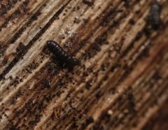 Anurophorus