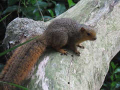 Red Bush Squirrel photo 4