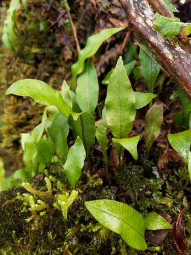 Elaphoglossum pellucidum