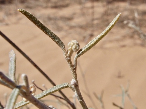 Image of wiggins' croton by (c) Sue Carnahan, some rights reserved (CC BY)