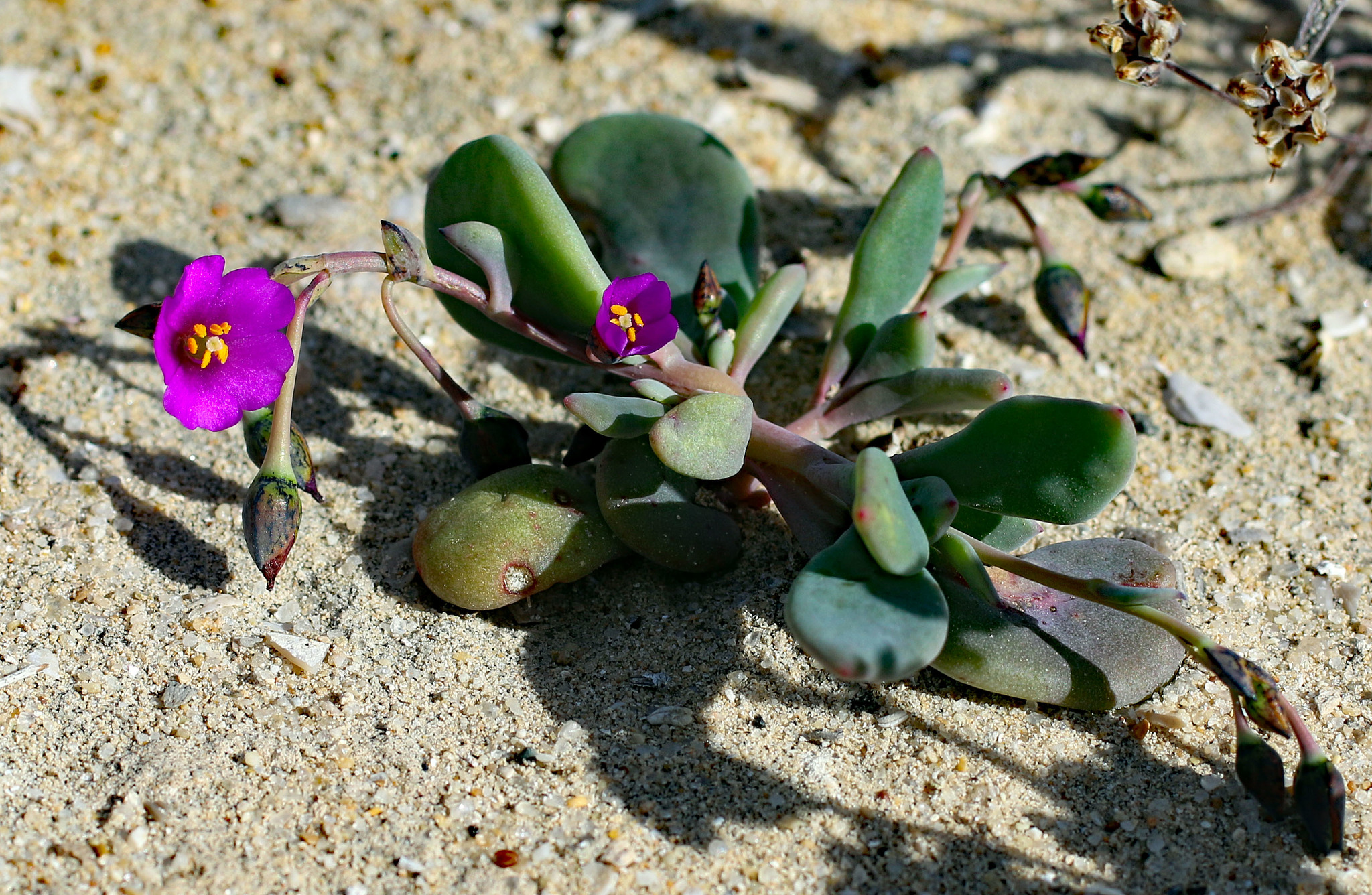 Cistanthe maritima