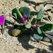 Seaside Calandrinia - Photo (c) Shelley Silva, some rights reserved (CC BY-NC), uploaded by Shelley Silva