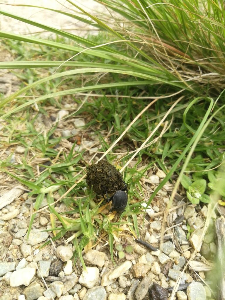 Epirinus sulcipennis