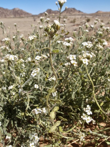 Tansy Spectaclepod (Dimorphocarpa pinnatifida)