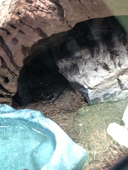 Hadogenes troglodytes