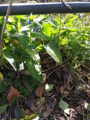 Pentaglottis sempervirens