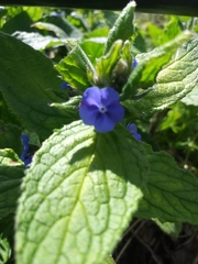 Pentaglottis sempervirens