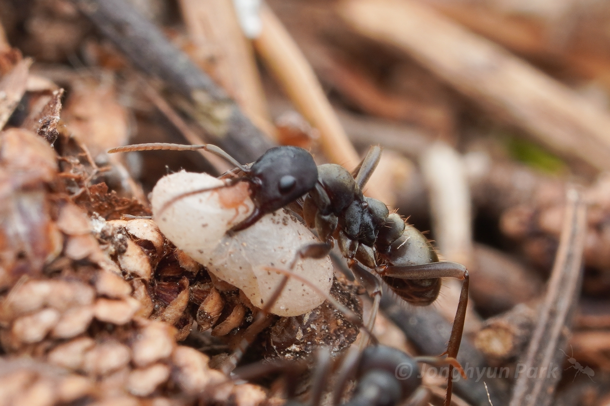 KUZIRA 黒 XL EXTRA SHOW ANTS アンツ Black Ant - Lexicon | Exterminapro