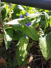 Pentaglottis sempervirens