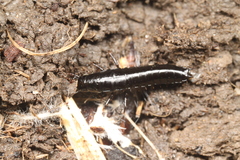 Carabus