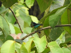 Dacnis lineata