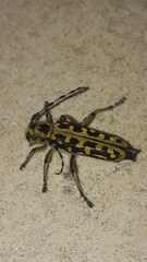 Saperda scalaris