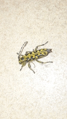 Saperda scalaris