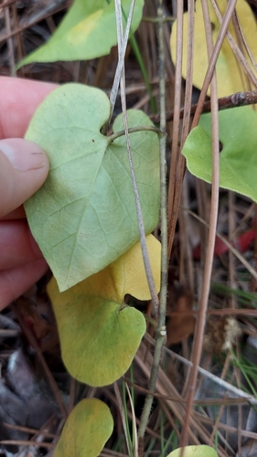 Image of Matelea pubiflora by (c) Athena Philips, some rights reserved (CC BY)
