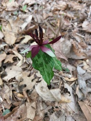 Trillium stamineum