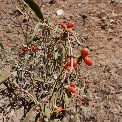 Struthanthus palmeri (Struthanthus palmeri)