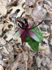 Trillium stamineum