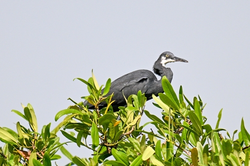 Western Reef-Heron (Western)