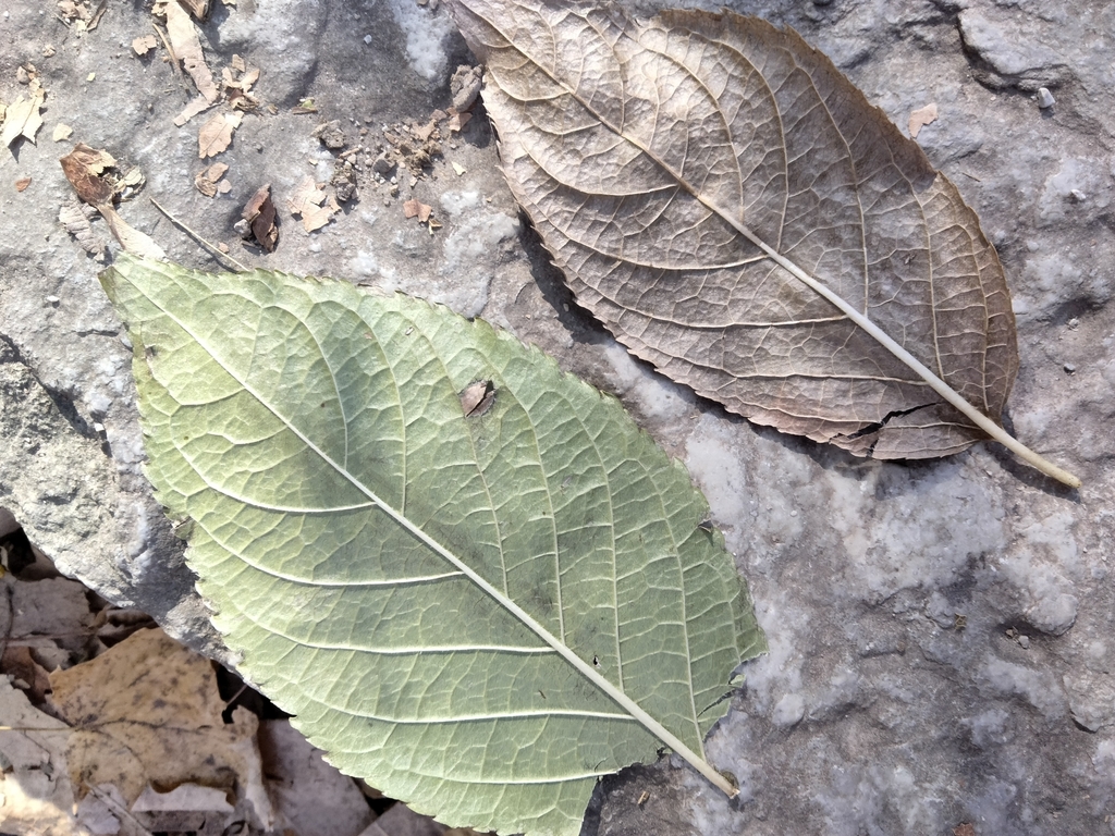 Gutta-percha Tree in November 2023 by Amanda Wanlass · iNaturalist