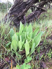 Wyethia angustifolia