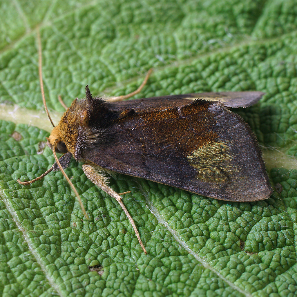 Scarce Burnished Brass