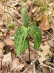Trillium stamineum