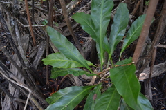 Anthurium schlechtendalii
