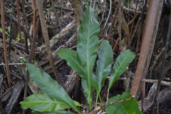 Anthurium schlechtendalii
