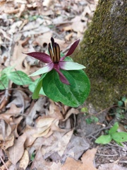 Trillium stamineum