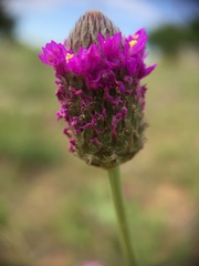 Dalea emarginata