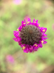 Dalea emarginata