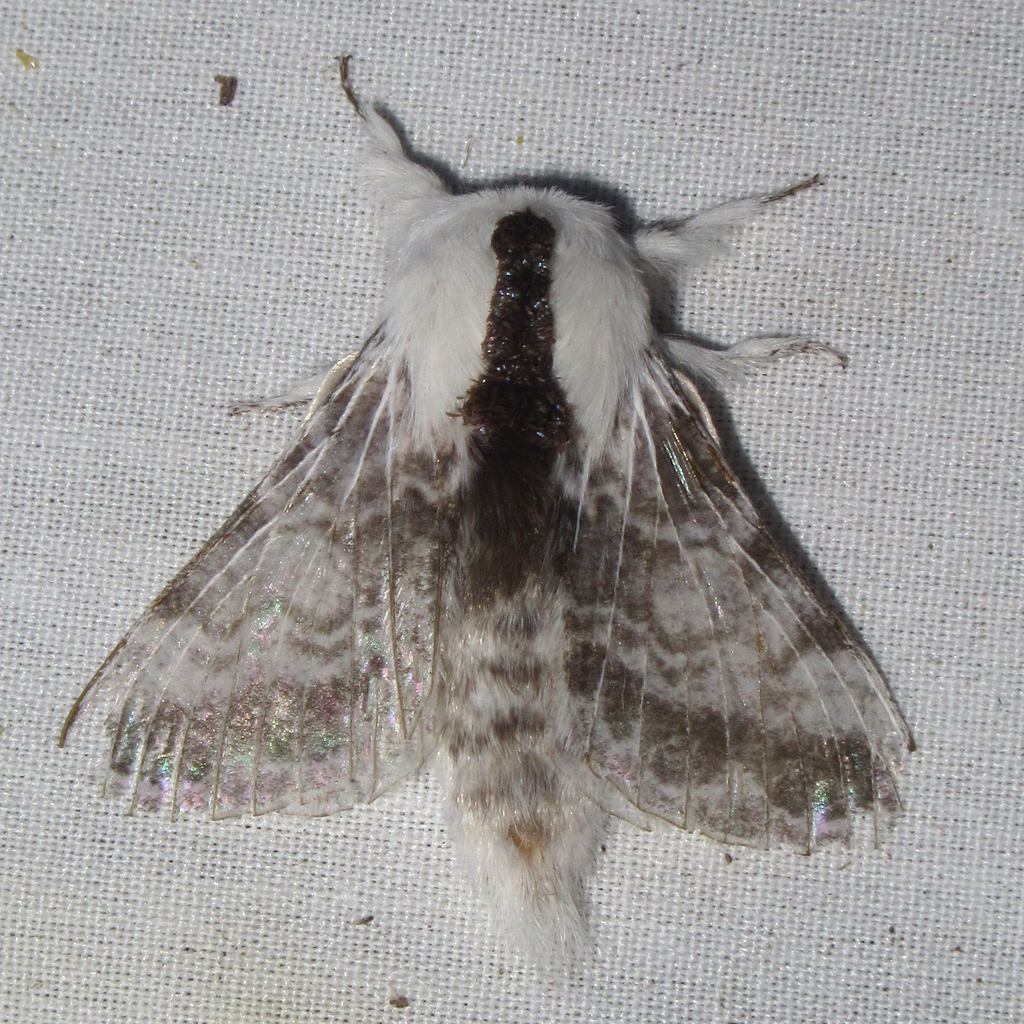 Tolype Moths from Salton Dr., Austin, Travis Co., TX on November 14 ...