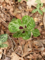 Trillium stamineum