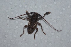 Aegomorphus circumflexus