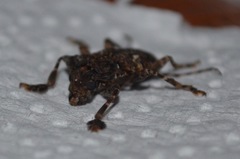Aegomorphus circumflexus