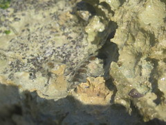 Chitonoidea