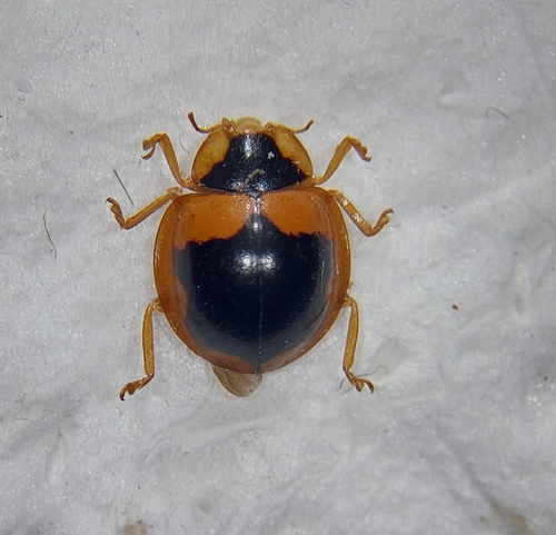 Microcaria salomonensis photographed in Solomon Islands