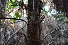 Thrinax radiata