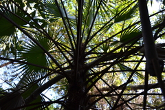 Thrinax radiata