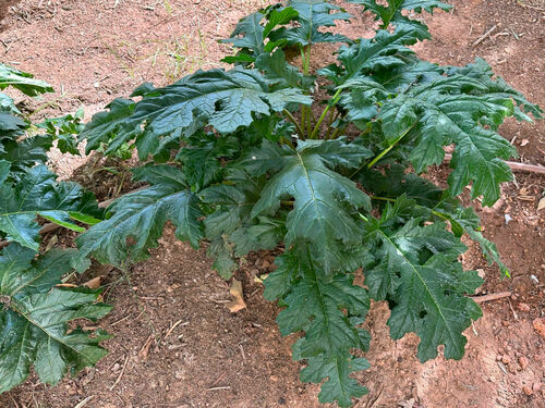 Acanthus mollis