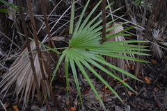 Thrinax radiata