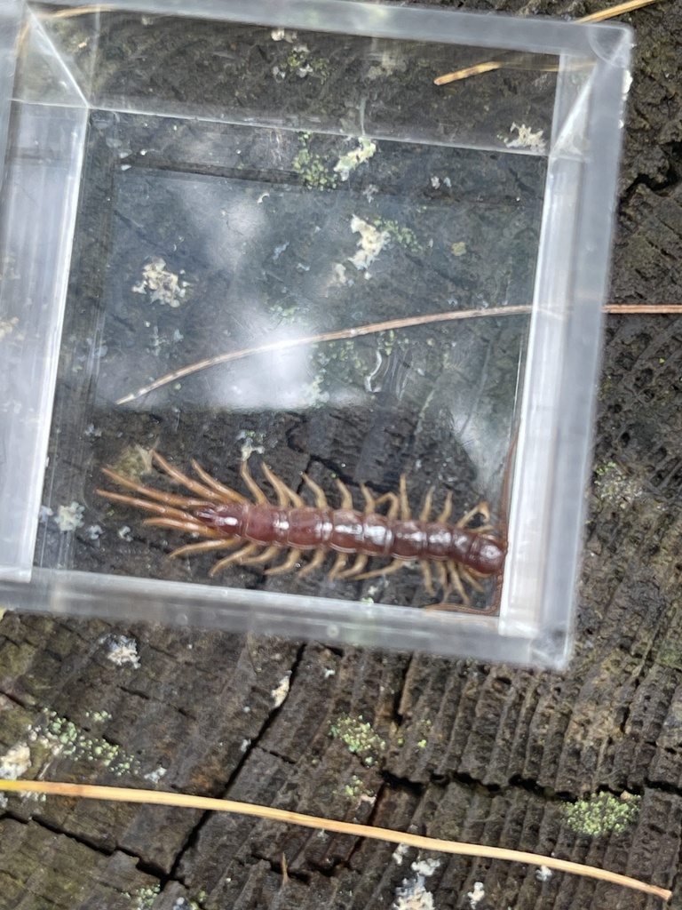 Brown Centipede from Lower Camp Rd, Northwood, NH, US on September 10