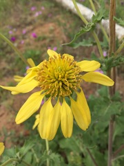 Tetragonotheca repanda