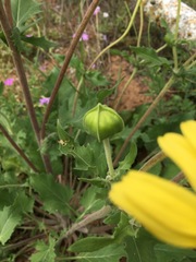 Tetragonotheca repanda