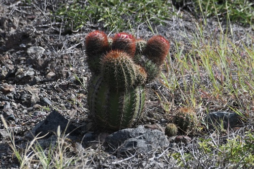 Melocactus santiagoensis