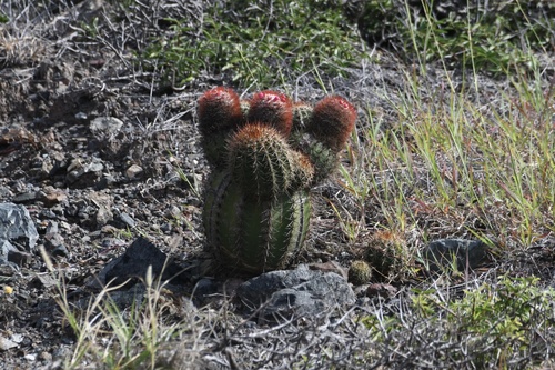 Melocactus santiagoensis